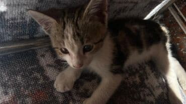 котёнок в добрые руки: 1 месяц, Девочка — 1