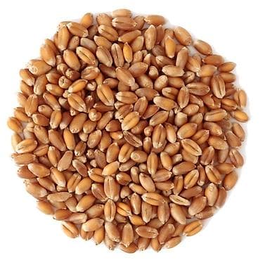 стельные тёлки: Пшеница!!!! Россия!!! Оптом без посредников!!! Погрузка весы все — 1