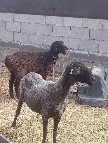 Продаю | Овца (самка) | Для разведения | Матка