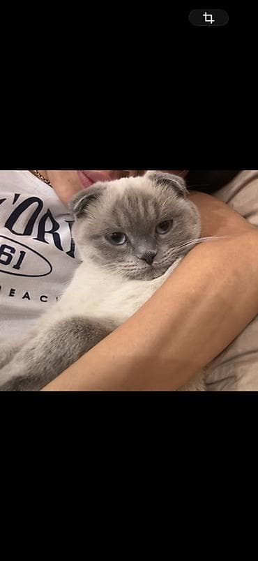Мышыктар сатылат: Шотландский вислоухий кот (Scottish Fold), окрас поинт с серо-голубыми — 2
