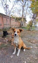 Грызуны: Веселый, милый и игривый щеночек станет отличным другом! — 4