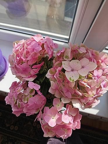 алоэ вера: Гортензия комнатная (Hydrangea macrophylla) в кашпо - Окрас соцветий — 3