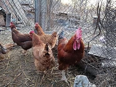 Башка жаныбарлар: Корейский тоджон чистые крупные семья — 3