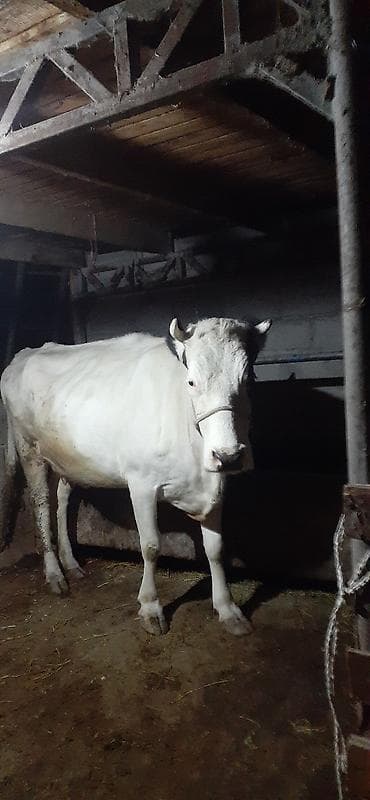 продажа карова: Продаю | Корова (самка) | Для молока | Привязанные — 5