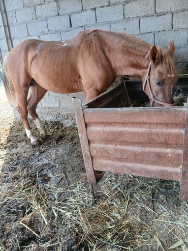 ит доберман: Продаю | Жеребец | Дончак | Рабочий — 4