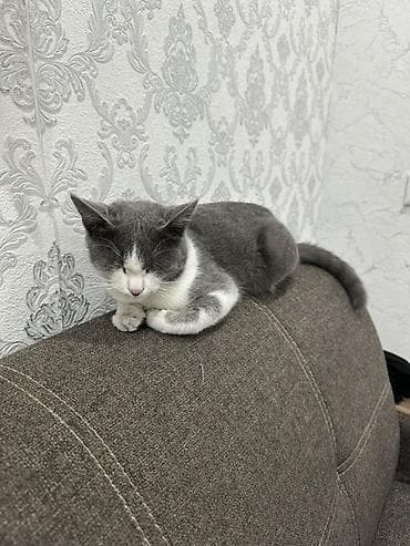 Продажа кошек: Кошка даром: Беспородная, Мальчик, Приучена к лотку — 2