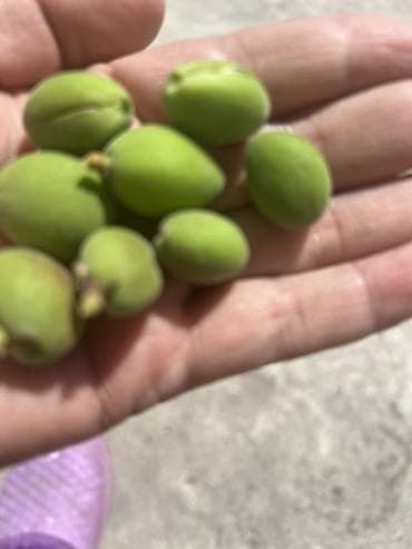 продам тыкву: Зелёные молодые миндальные плоды (недозрелый миндаль) - Сорванные на — 2