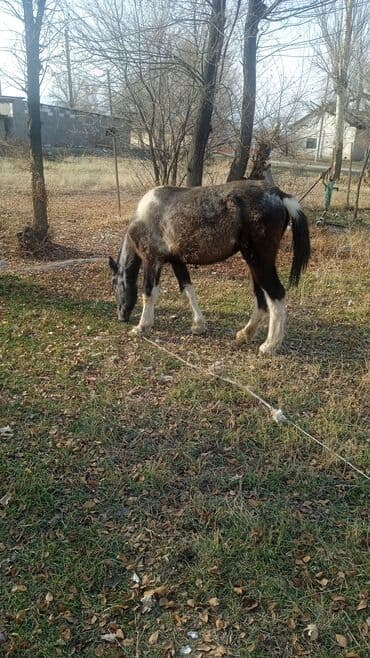 купить дрессированную собаку: Продаю | Жеребенок | Рабочий — 1