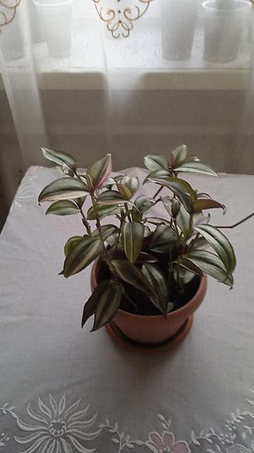 аквариум бишкек: Разные комнатные растения. Чтобы узнать стоимость конкретного растения — 4