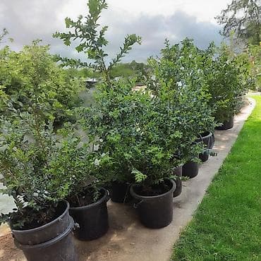 Самшит Buxus в контейнерах, вечнозеленый, можно формировать под разные