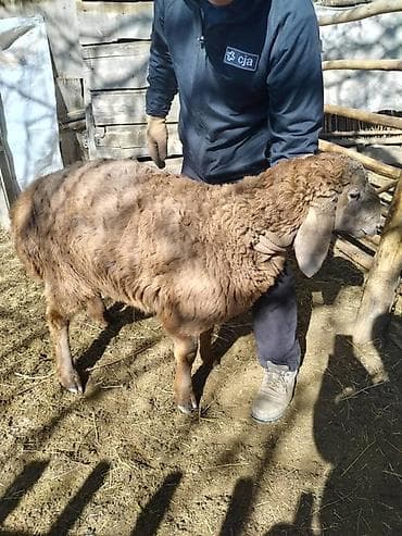 бамбуковая мышь: Продаю | Овца (самка) | Арашан | Для разведения | Ярка — 2