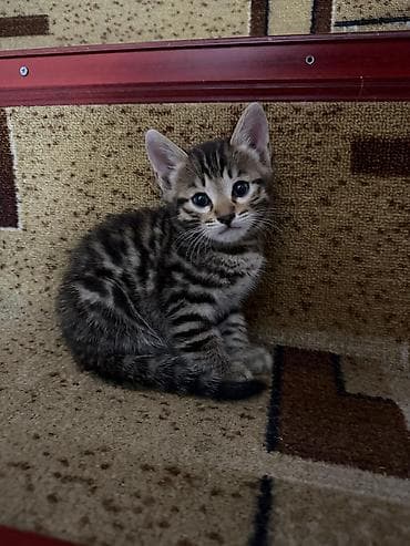 котята дарлм: Продаются невероятно красивые, активные и ласковые котята! Малышам — 2