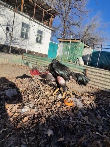 купить экзотических животных: Продаю | Петух | Бойцовая | Для разведения — 2