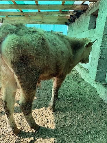 Башка жаныбарлар: Сатам | Бука (эркек) — 3