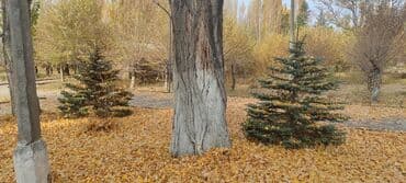 шифоньер бу бишкек: Көчөттөр дарактардын: Карагайлар — 4