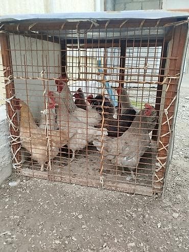 купить ротвейлера в бишкеке: Продаю | Петух — 3