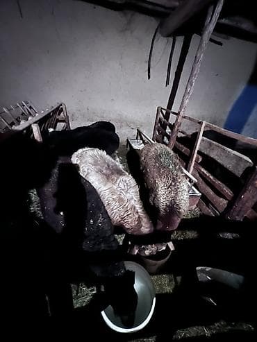 таза кан: Сатам | Ургаачы кой (ургаачы), Козу, Кочкор (эркек) | Көбөйтүү үчүн — 1