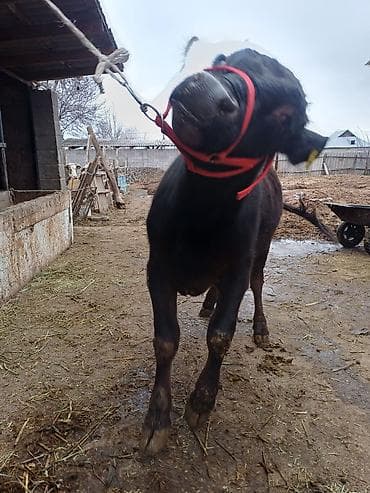 кой кыркан апарат: Продаю | Бык (самец) | На откорм | Привязанные — 3