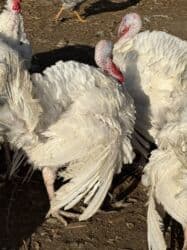 собака охотничий: Продаю | Индюшка (самка) | Бройлерная | На забой | Племенные — 4