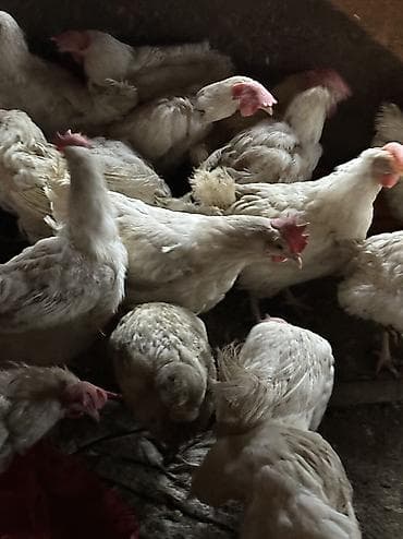 кыргыз довот ит: Сатам | Тооктор | Леггорн | Жумуртка туудуруу үчүн — 3