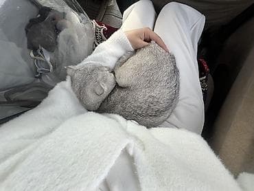 корниш рекс цена: Шотландский вислоухий котёнок (Scottish Fold), окрас серебристый — 5