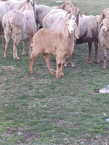 Продаю | Козлёнок | Битал | Для разведения | Племенные at lalafo.kg Продаю | Козлёнок | Битал | Для разведения | Племенные