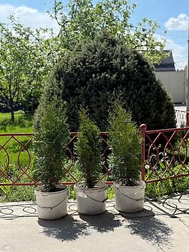 4 pot: Туя колоновидная - Высота растений на фото: примерно 100 см -120-130 — 1
