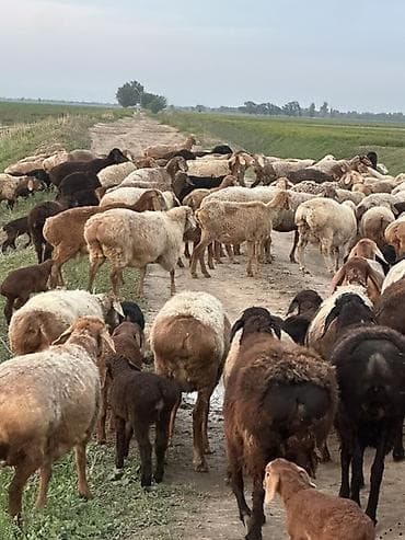 трекер для животных: Продаю | Баран (самец) | Арашан | Для разведения | Ягнившаяся — 2