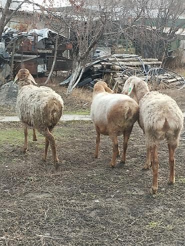 кой ети: Продаю | Овца (самка) | Арашан | Для разведения | Матка — 1