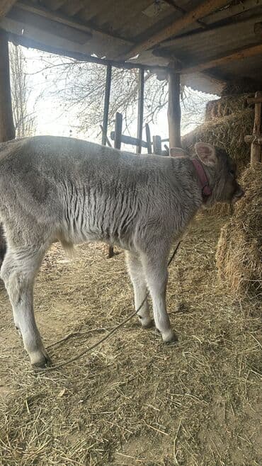 той терьер девочка: Продаю | Музоо, торпок | Для разведения | Привязанные — 8