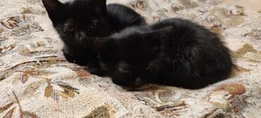 дом кошка: Котята.Домашние.Ищют Любищюю.Заботливую Семью.К лотку причины.кушают — 2