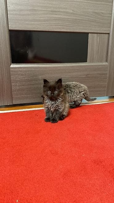 куплю кошка: Пушистые котята, длинношёрстные, домашнего разведения. Две девочки и — 1