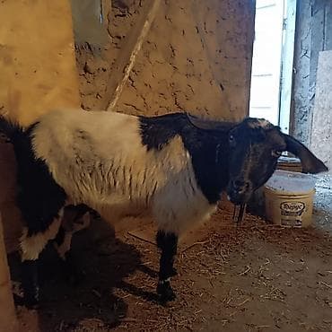 Продаю | Коза (самка) | Полукровка | Для молока