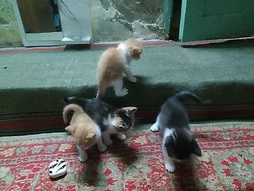 Продажа кошек: Котята от домашней кошки - Помёт из нескольких котят: окрасы рыжий с — 3