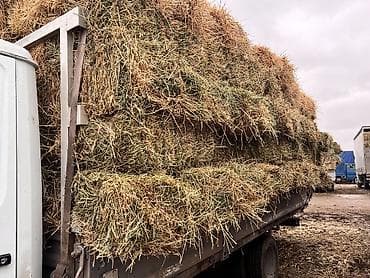 Кошки: Беде 2й кос 380сом 130штук салома ячмень 44штук по 200сом плотные тюки — 3