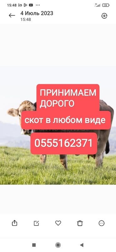 дом попугая: Куплю | Коровы, быки, Лошади, кони | Круглосуточно, Любое состояние, Забитый — 1