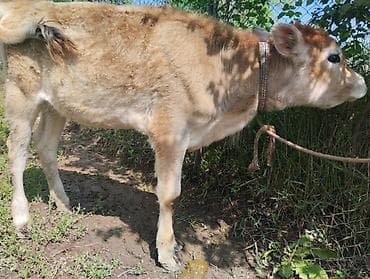 лошади породистые: Продаю | Тёлка | Полукровка, Швицкая | На откорм | Привязанные — 3