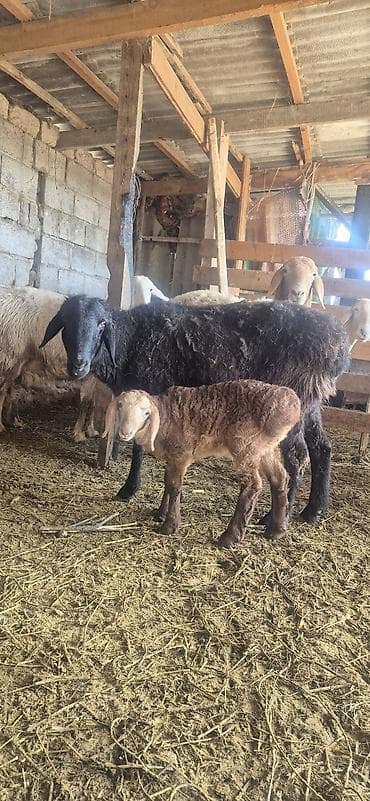 аулиекольская порода крс цена: Продаю | Овца (самка), Ягненок, Баран (самец) — 8