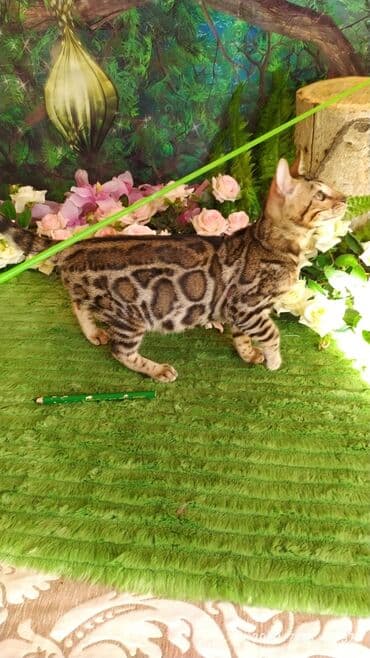 бенгальский леопардовый кот: Бенгальский котик Мальчик. 5мес. Невероятно красивый контрастный с — 10