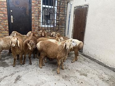animal pack: Продаю | Ягненок | Для разведения — 10