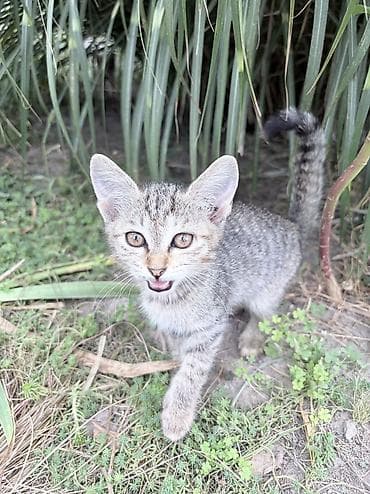 отдаю кота: Отдам котят в добрые руки, в семью без детей — 2