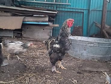 Продаю | Куры | Для разведения at lalafo.kg Продаю | Куры | Для разведения