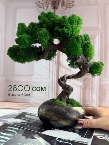 коврики для дома: Декоративное дерево бонсай, выполненное из стабилизированного мха — 1