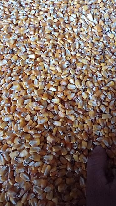 Семена и саженцы: Кукуруза (зерно) - Сушёные цельные зёрна кукурузы жёлтых сортов. - — 1