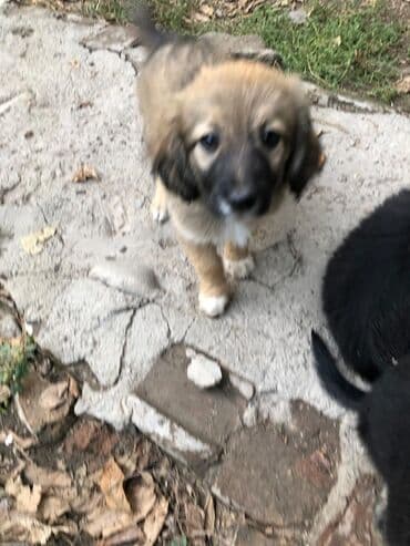 продается собака: Собака даром: Дворняжка, 2 месяца, Самка — 5
