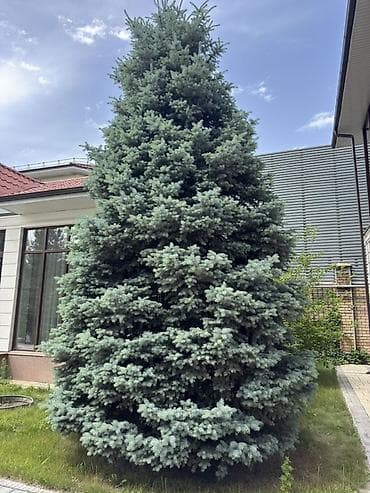 семена голубой ели купить: Ель голубая (Picea pungens, blue spruce) — крупные декоративные — 1