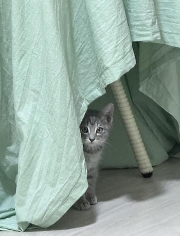 Британская короткошёрстная, 2 месяца, Девочка, Приучена к лотку — 4