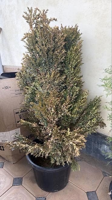 купить кустарники декоративные: Вечнозелёные декоративные кустарники в горшках для сада и ландшафтного — 2