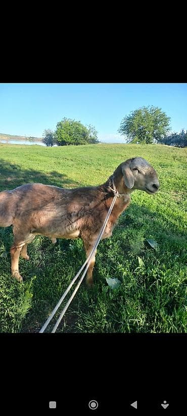 продаю крысу: Продаю | Баран (самец) | Для разведения — 2