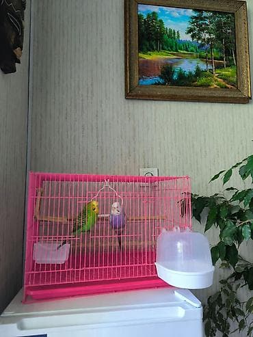 клетка попугай: Клетка для попугаев 47*32*32см. в комплекте две деревянных жердочки — 1